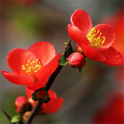 仙梦奇缘白浅传手游(暂未上线)v4.4.3.0 安卓版